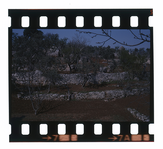 Putignano - paesaggio (diapositiva) di anonimo (ultimo quarto XX)