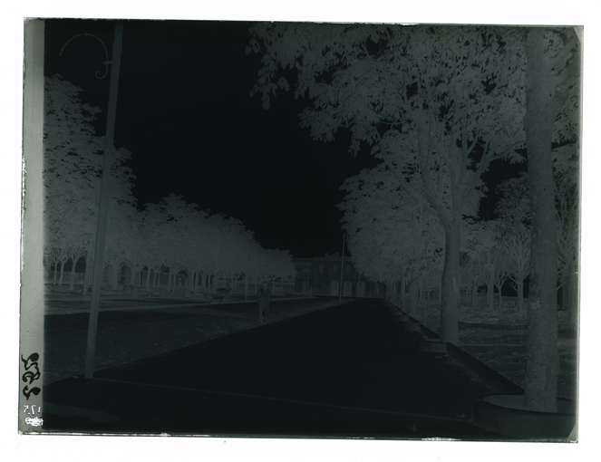 Galatina - Veduta del viale della Satzione Ferroviaria (negativo) di Palumbo, Giuseppe (XX)