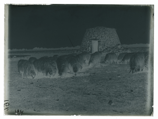 Puglia - Paesaggio (negativo) di Palumbo, Giuseppe (XX)