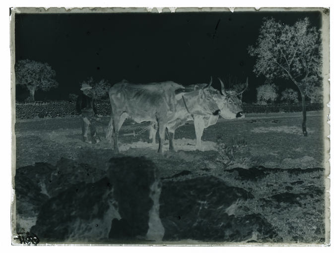 Aratura (negativo) di Palumbo, Giuseppe (XX)