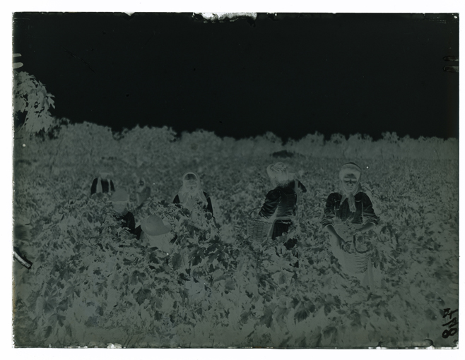 Vitigno (negativo) di Palumbo, Giuseppe (XX)