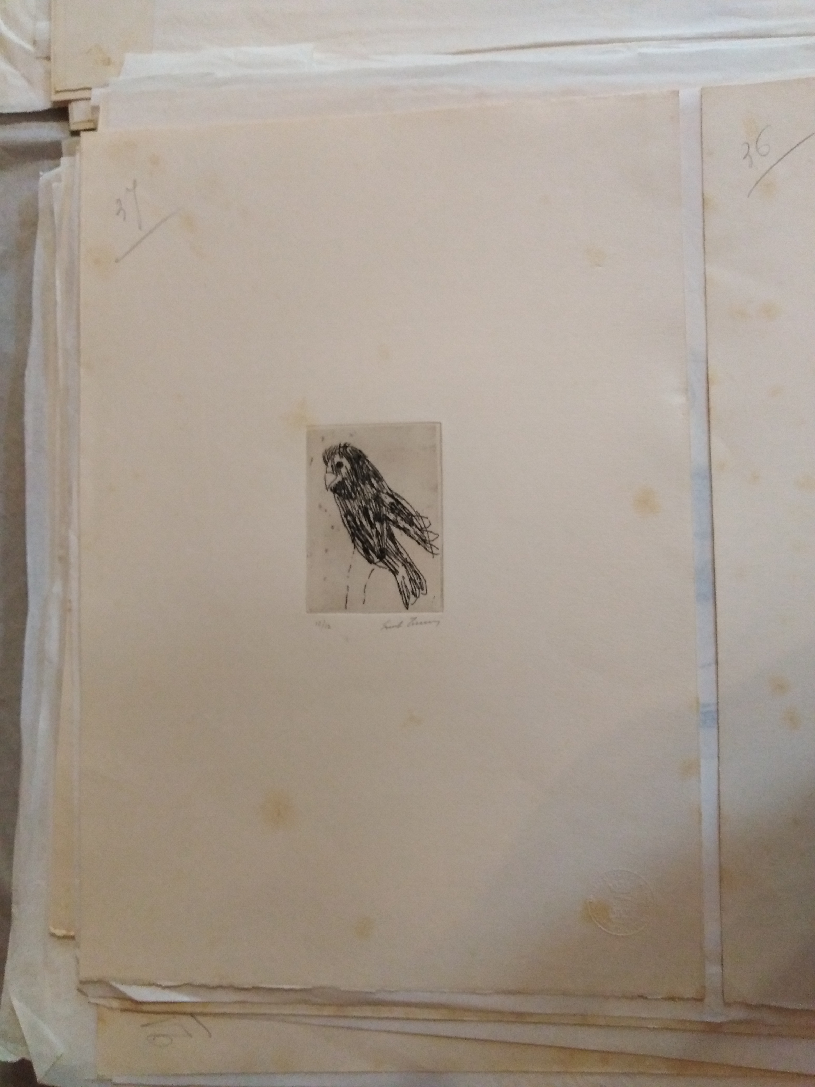 Pappagallo nero, pappagallo (stampa) di Treccani Ernesto (XX)