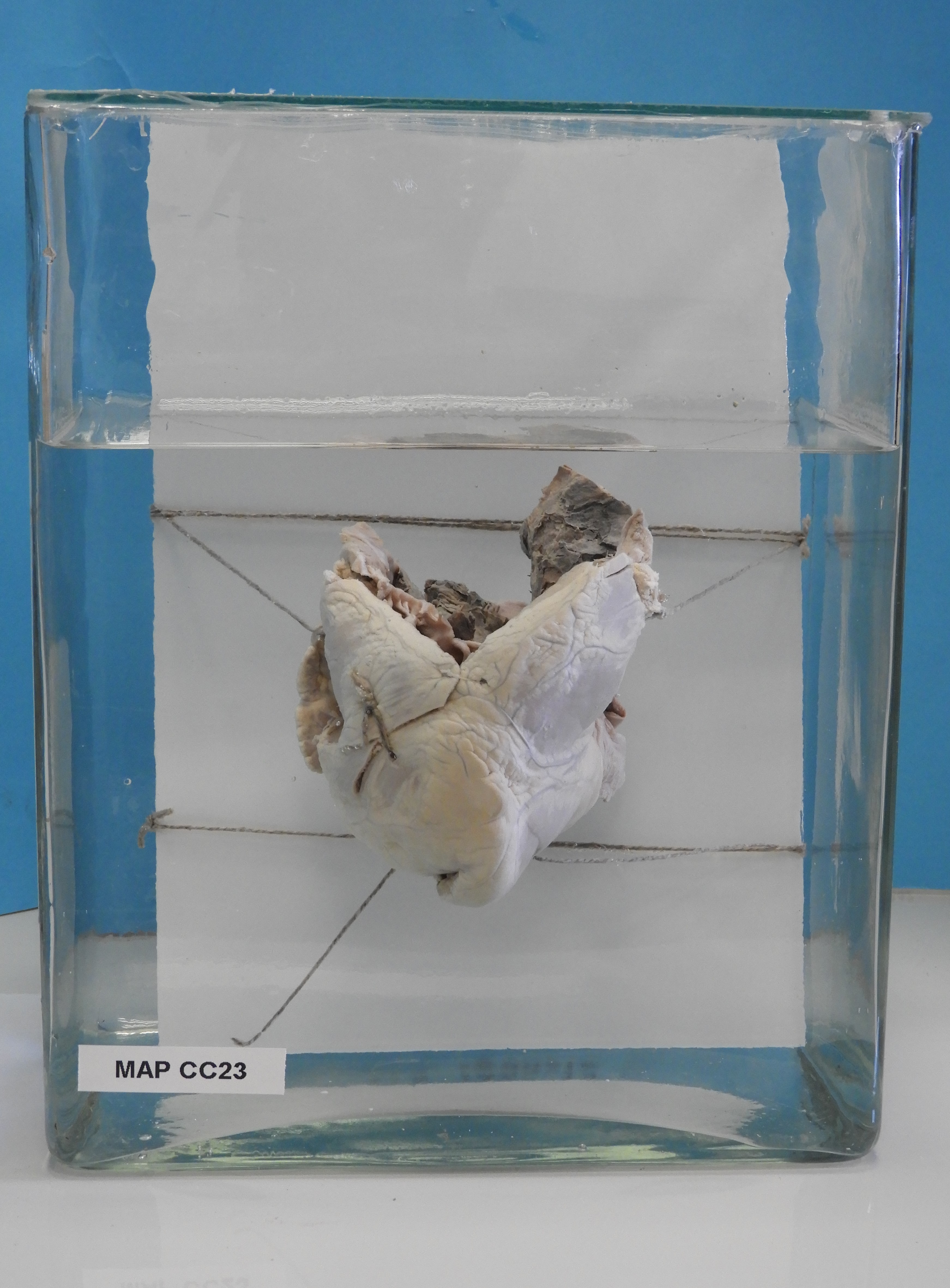 preparato anatomico, apparato cardiocircolatorio (morfologia naturale) (SECOLI/ XX)