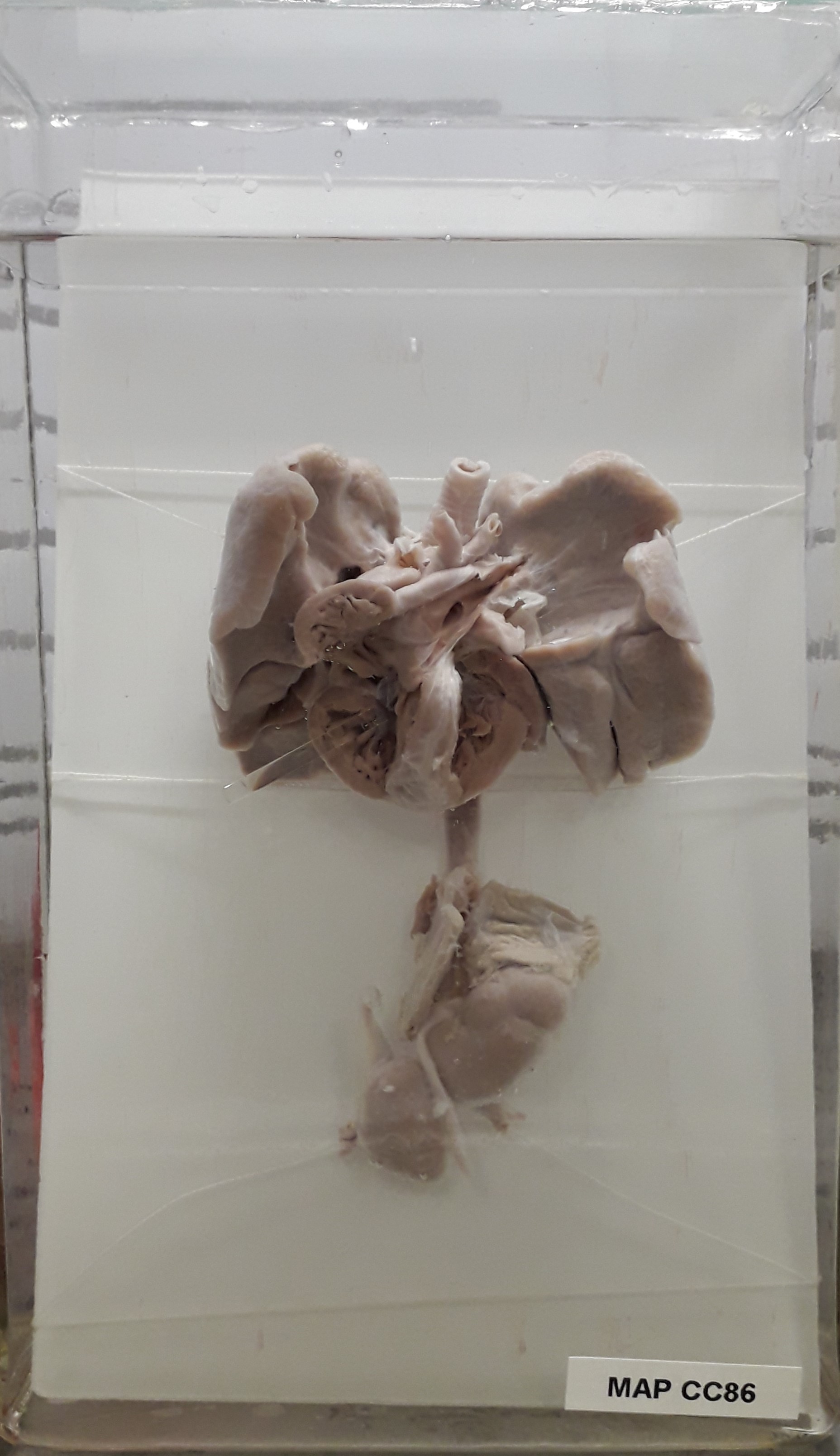 preparato anatomico, apparato cardiocircolatorio (morfologia naturale) (SECOLI/ XX)