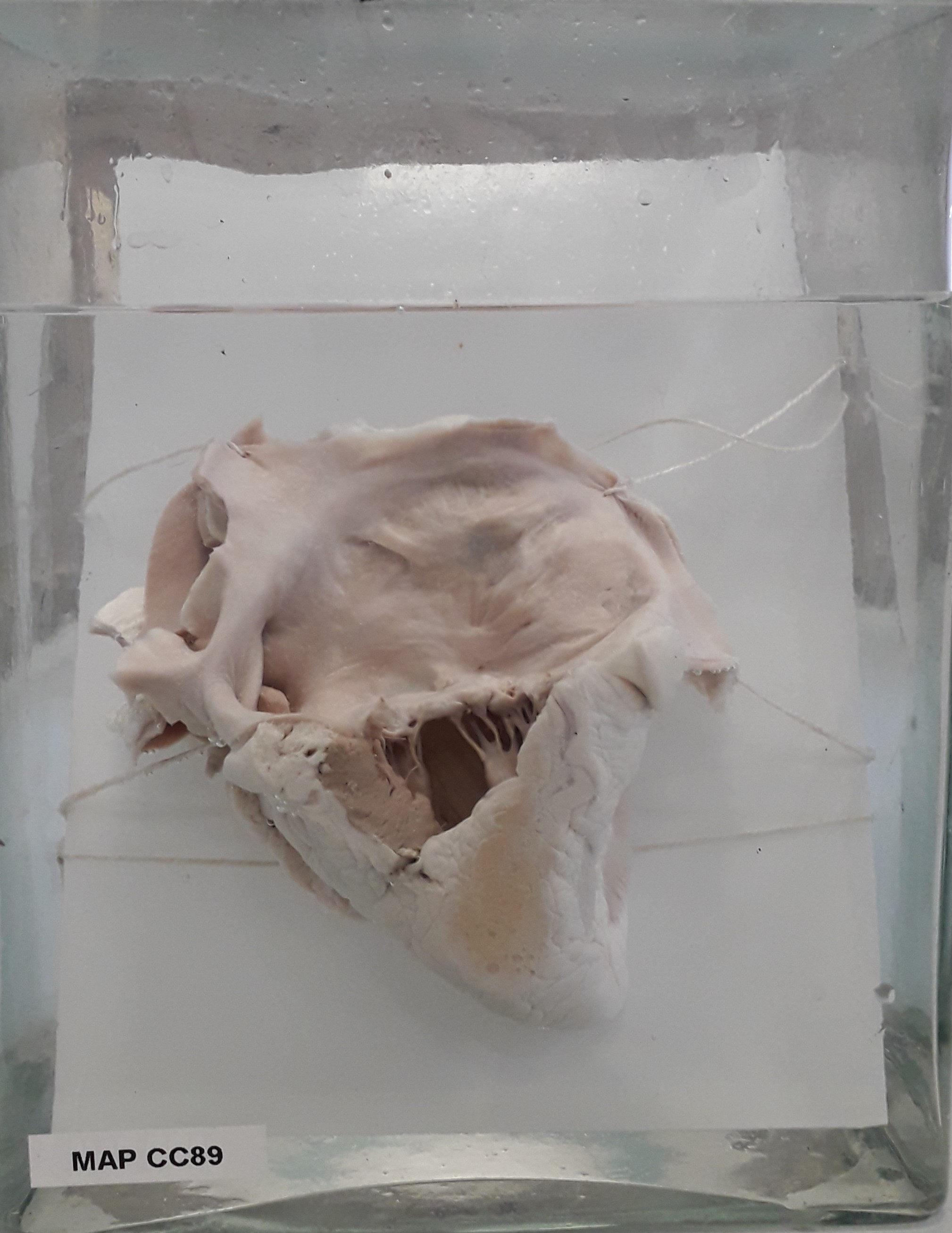 preparato anatomico, apparato cardiocircolatorio (morfologia naturale) (SECOLI/ XX)