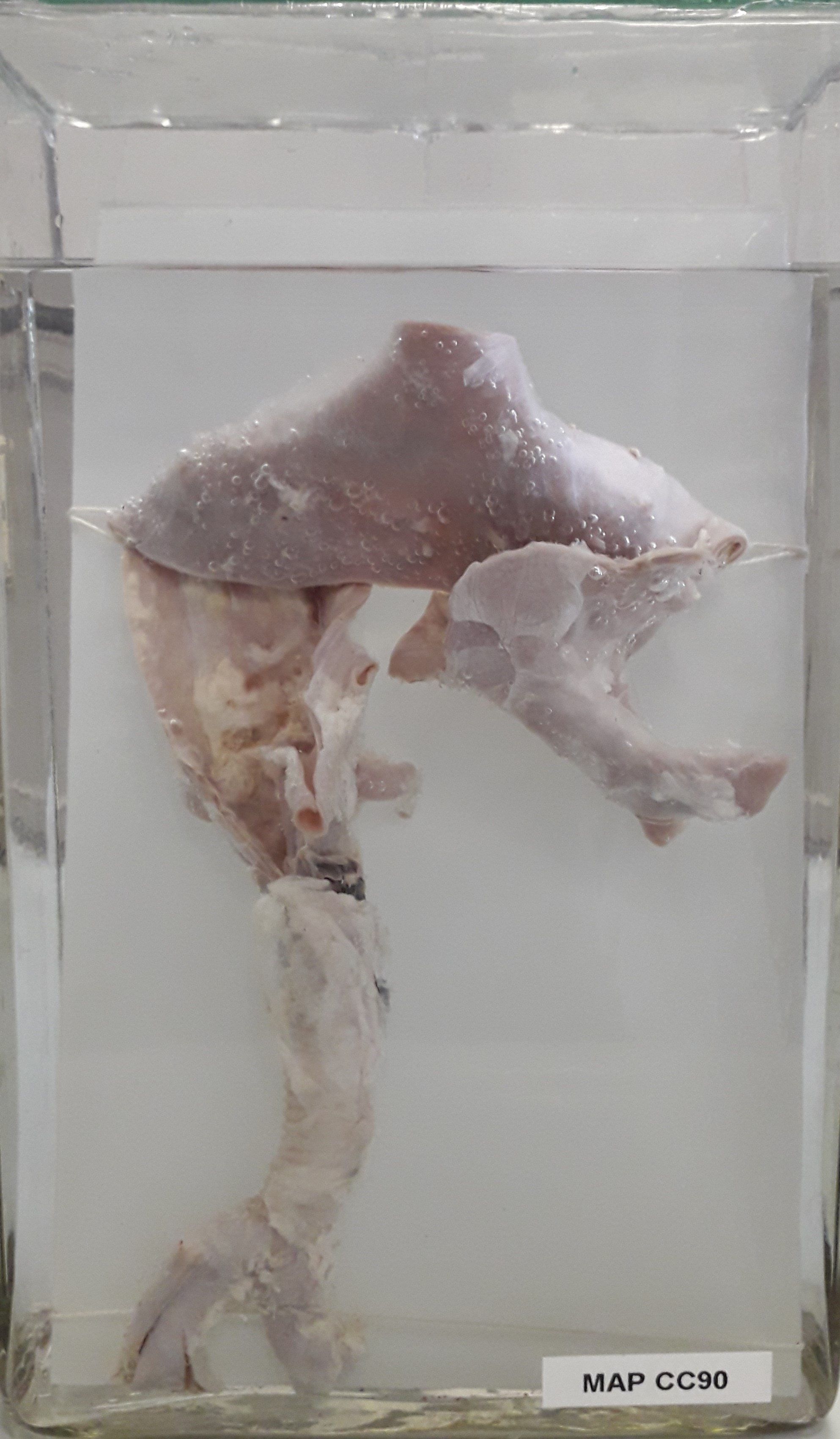 preparato anatomico, apparato cardiocircolatorio (morfologia naturale) (SECOLI/ XX)