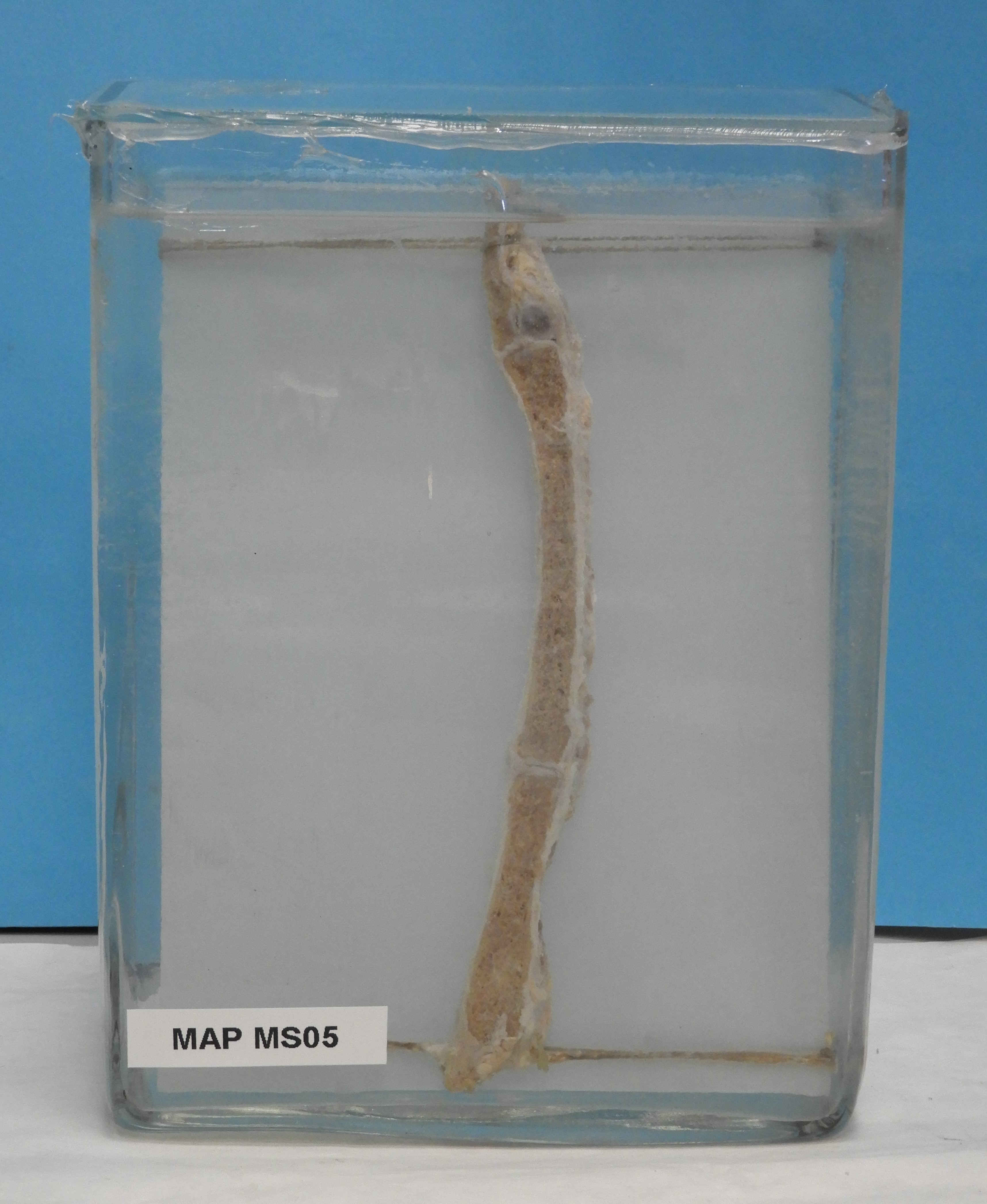 preparato anatomico, sistema muscolo-scheletrico (morfologia naturale) (SECOLI/ XX)