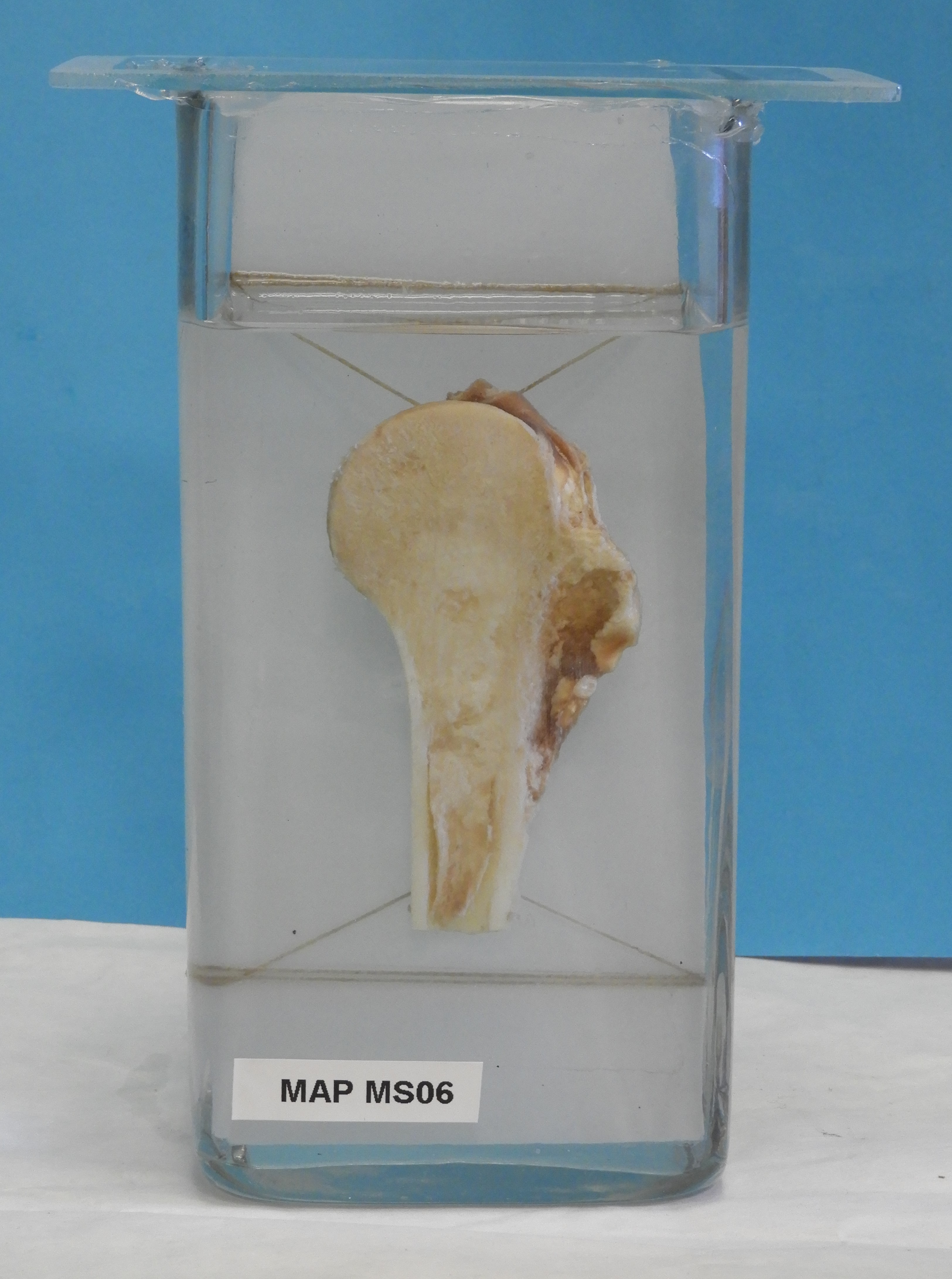 preparato anatomico, sistema muscolo-scheletrico (morfologia naturale) (SECOLI/ XX)