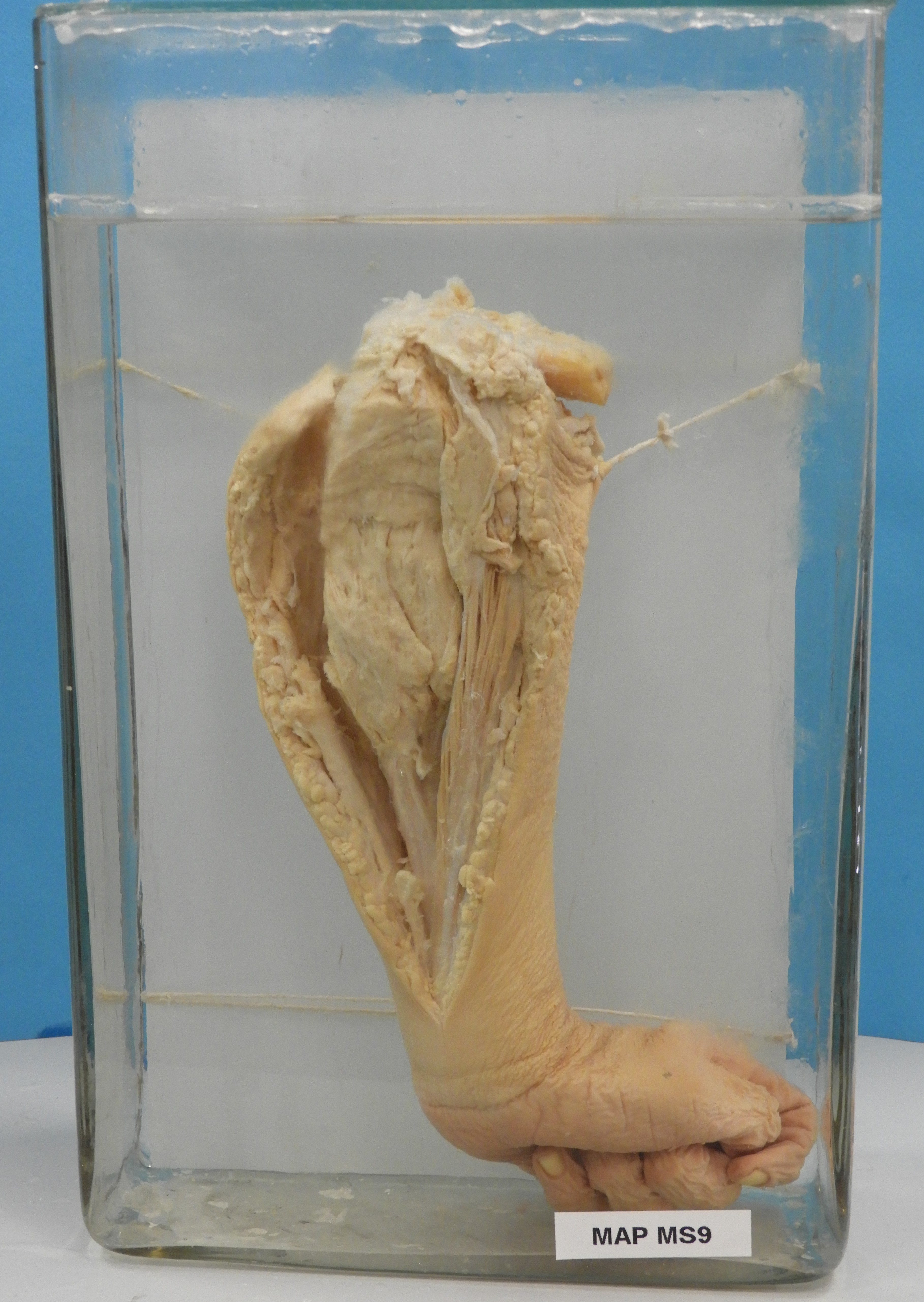 preparato anatomico, sistema muscolo-scheletrico (morfologia naturale) (SECOLI/ XX)