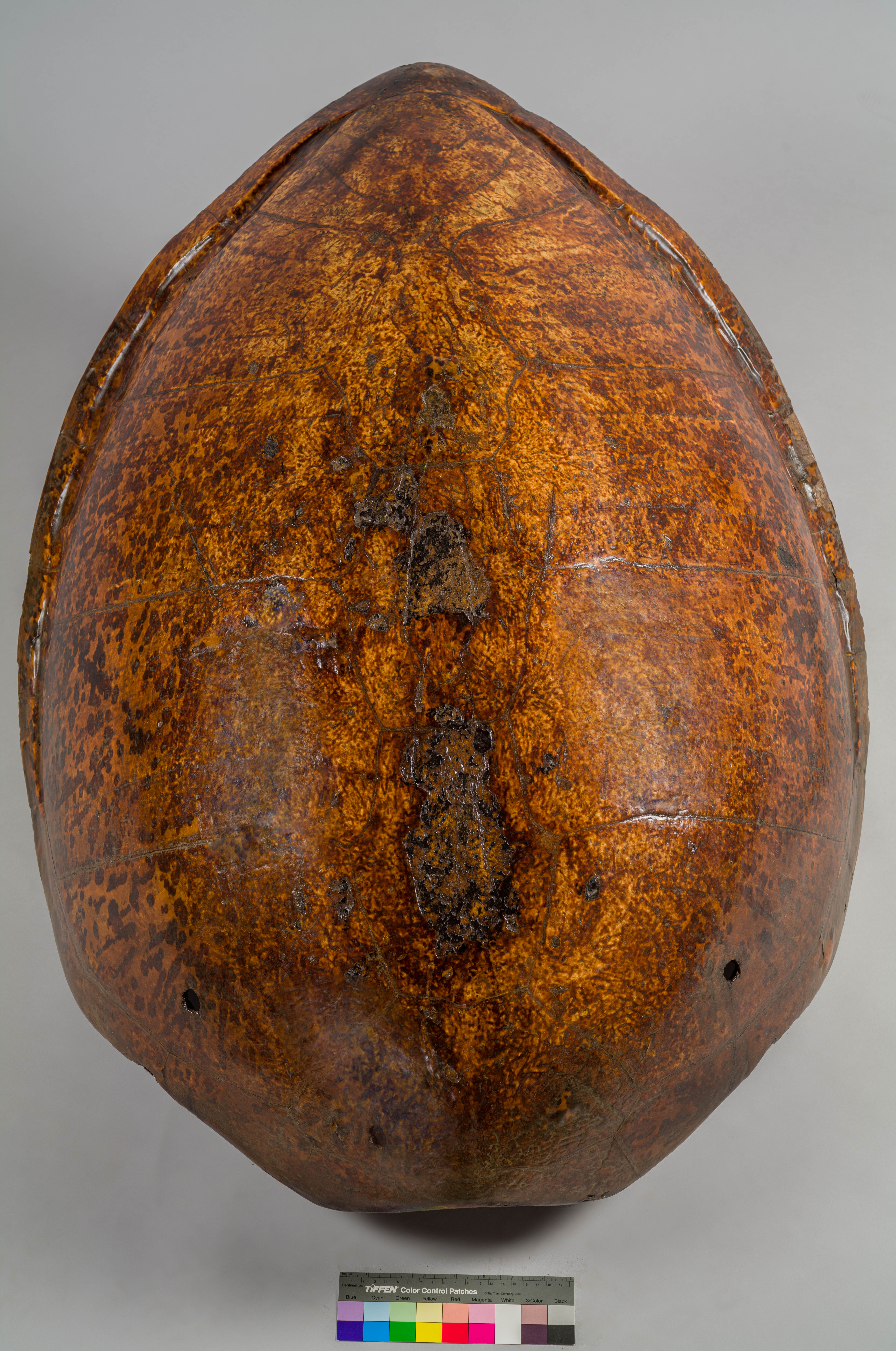 VERTEBRATI/ RETTILI/ tartaruga (esemplare)