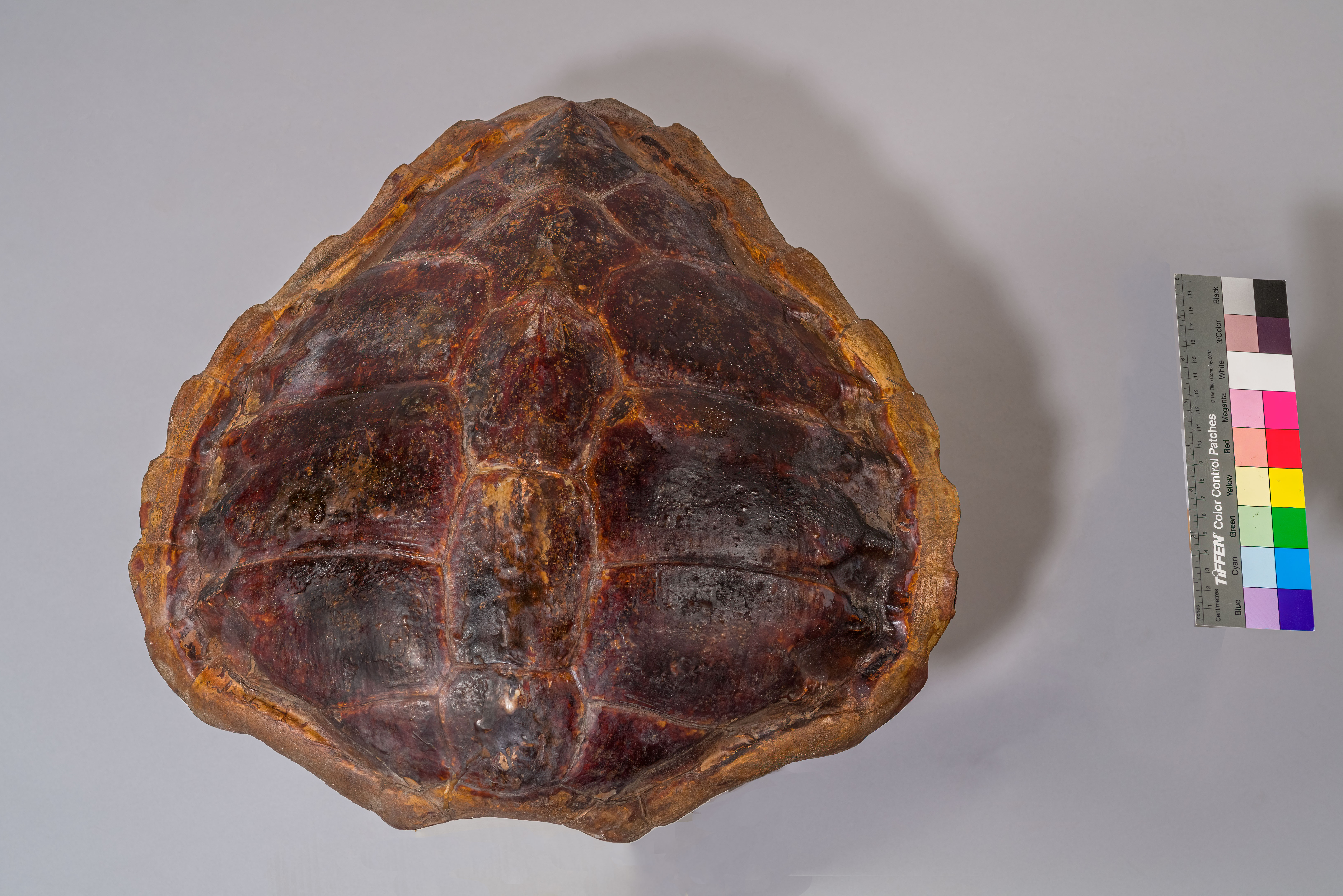 VERTEBRATI/ RETTILI/ tartaruga (esemplare)