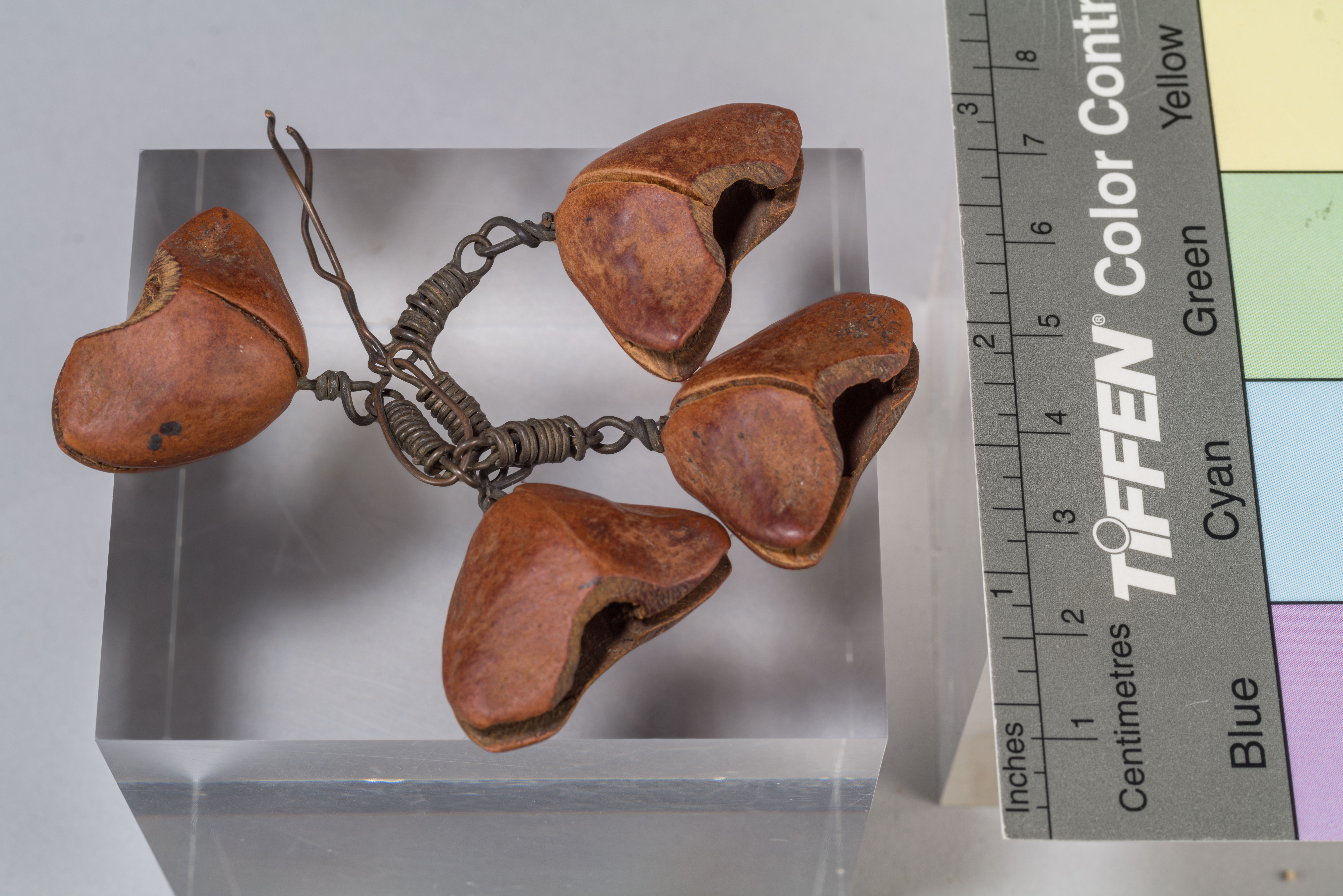 Thevetia peruviana; Ahouay Brasilianorum Castaneae species (Ulisse Aldrovandi); Tevezia, Oleandro giallo. Ahouaï (Antilles); Retamu, Chapéu de Napoleão (Bra.); Luckynut (Eng.) (...) - campione, Collezione Aldrovandi