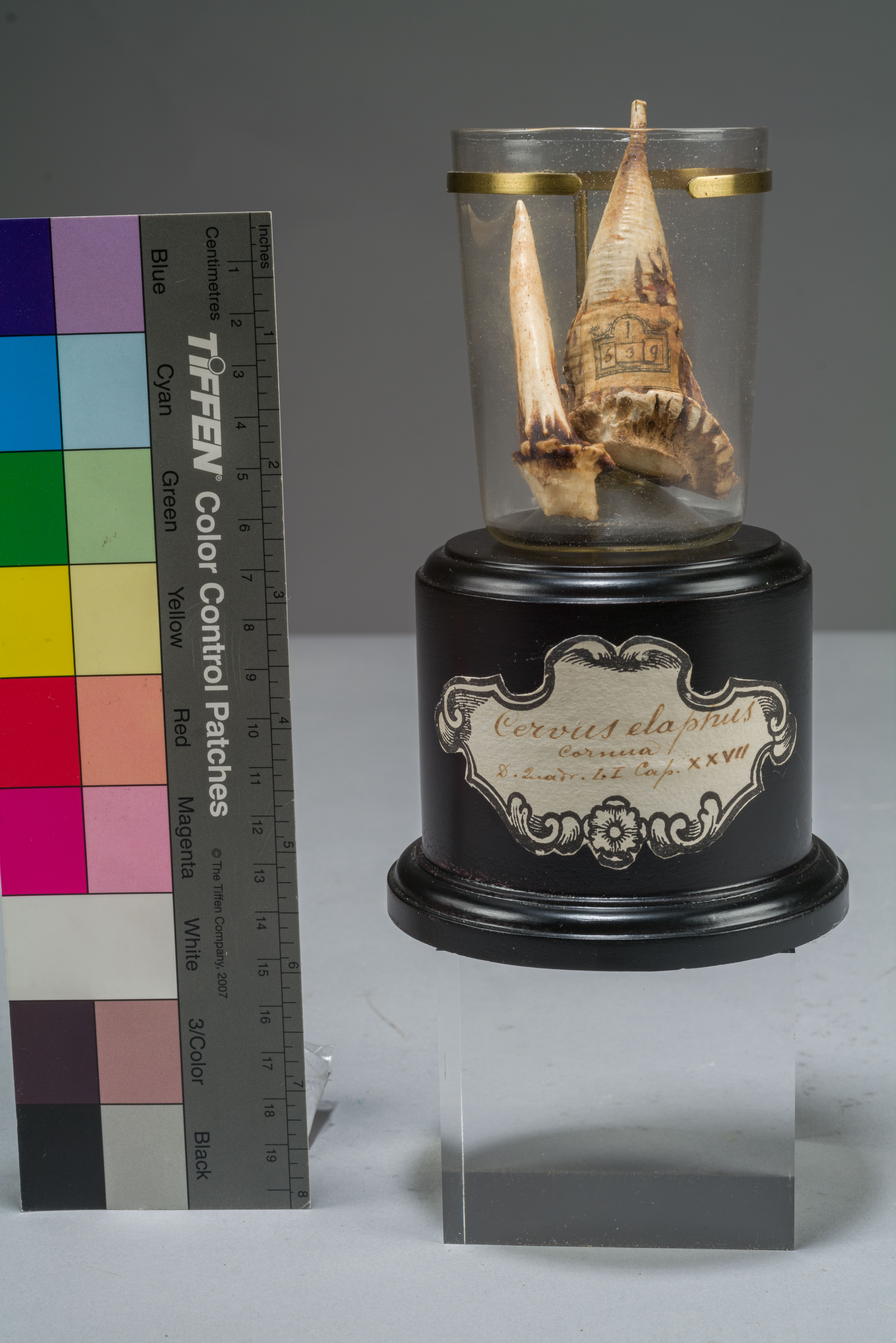 VERTEBRATI/ MAMMIFERI/ cervo (esemplare)