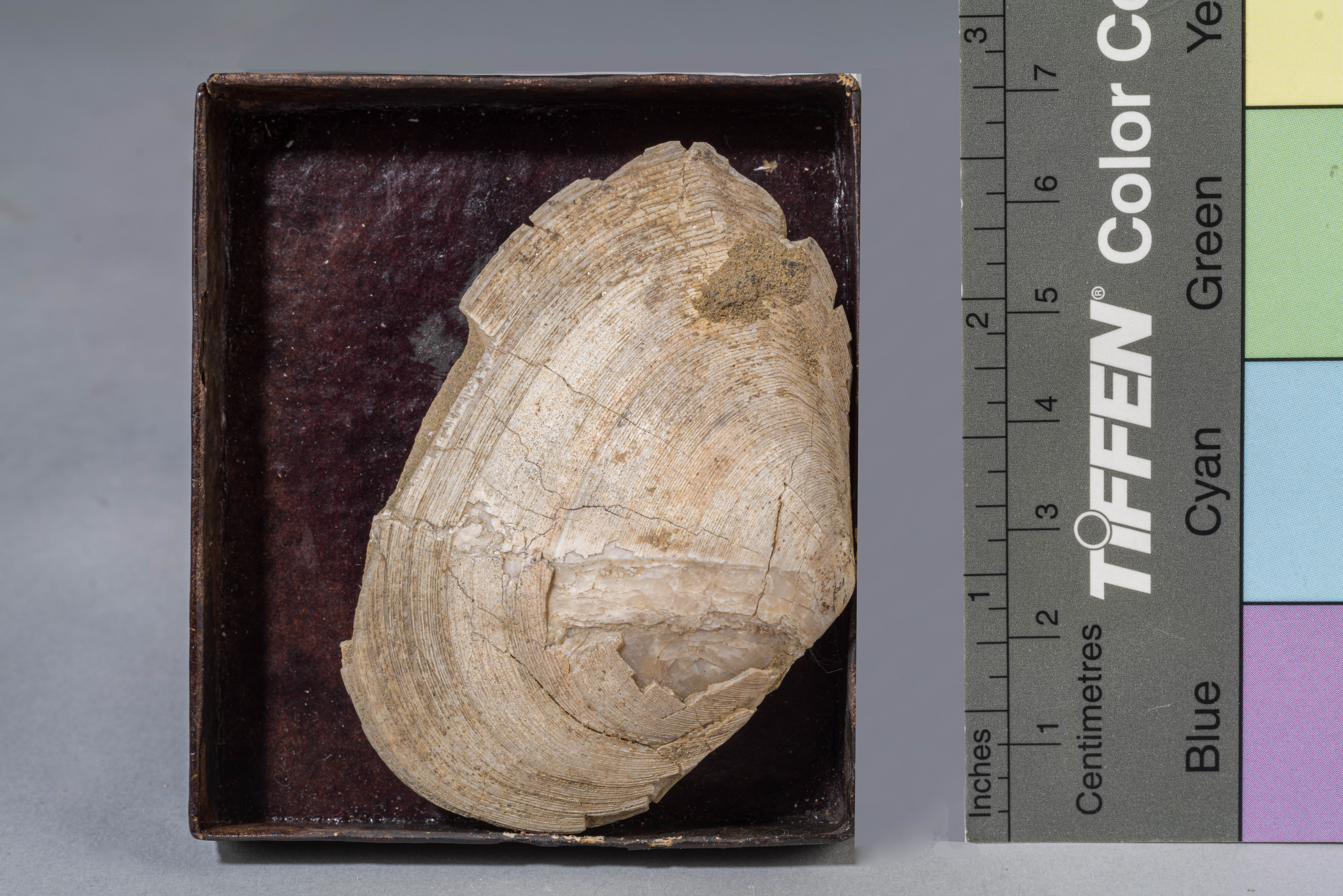 fossile (conchiglia e modello interno di bivalve, esemplare)