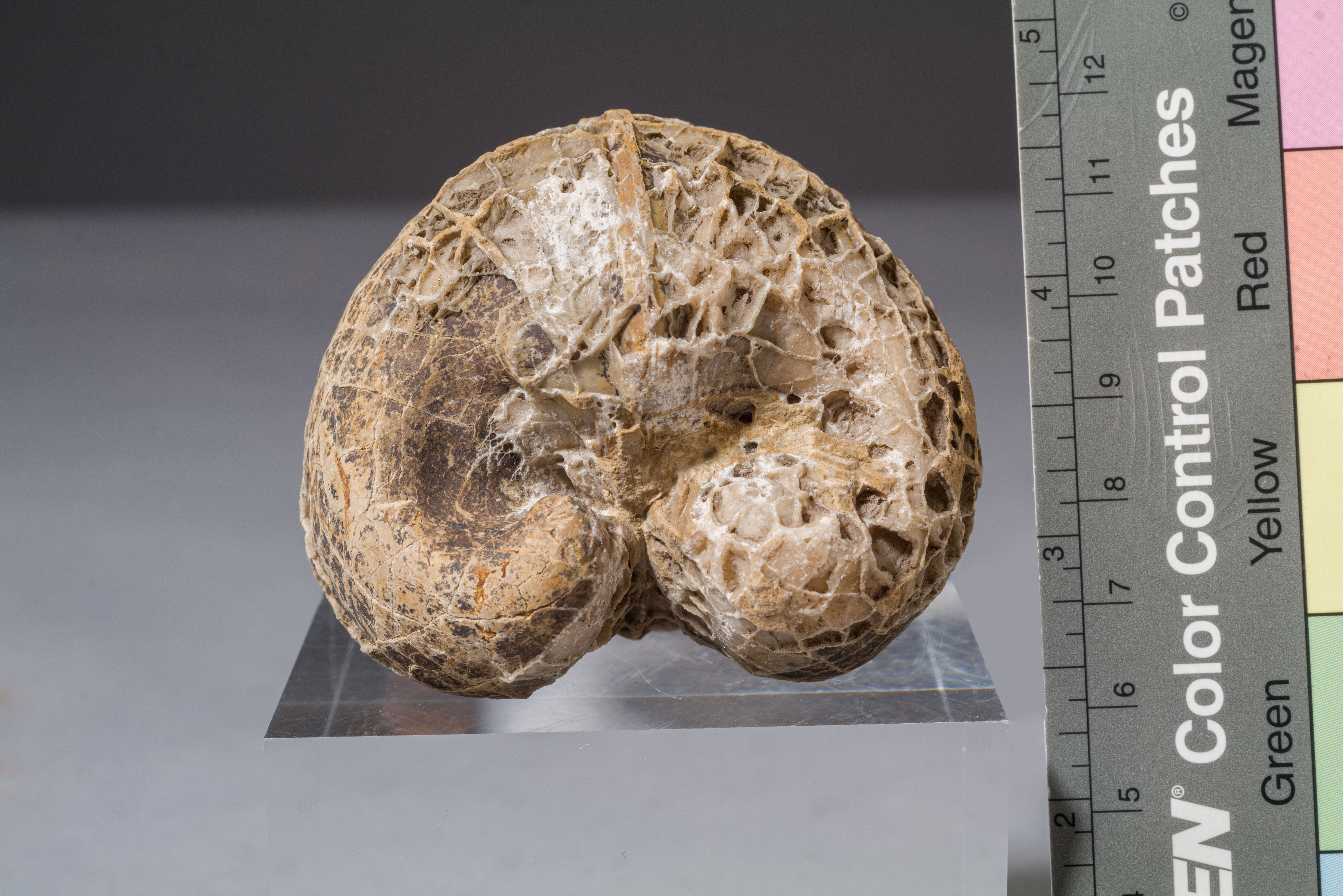 fossile (modello interno di bivalve, esemplare)