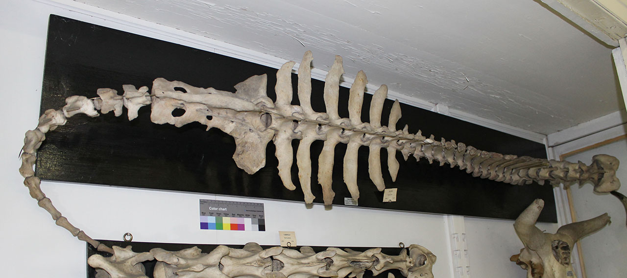 VERTEBRATI/ MAMMIFERI/ vacca (esemplare)