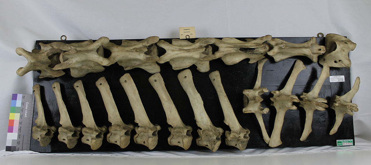 VERTEBRATI/ MAMMIFERI/ cammello (serie)