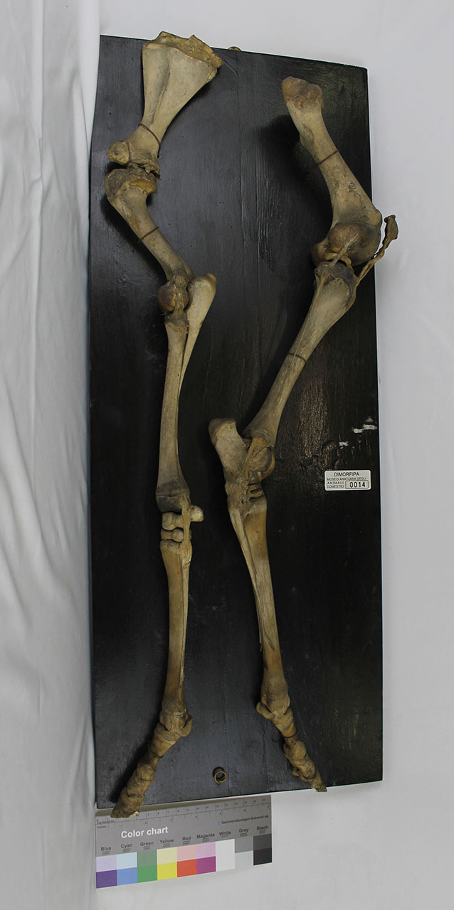 VERTEBRATI/ MAMMIFERI/ equino (serie)