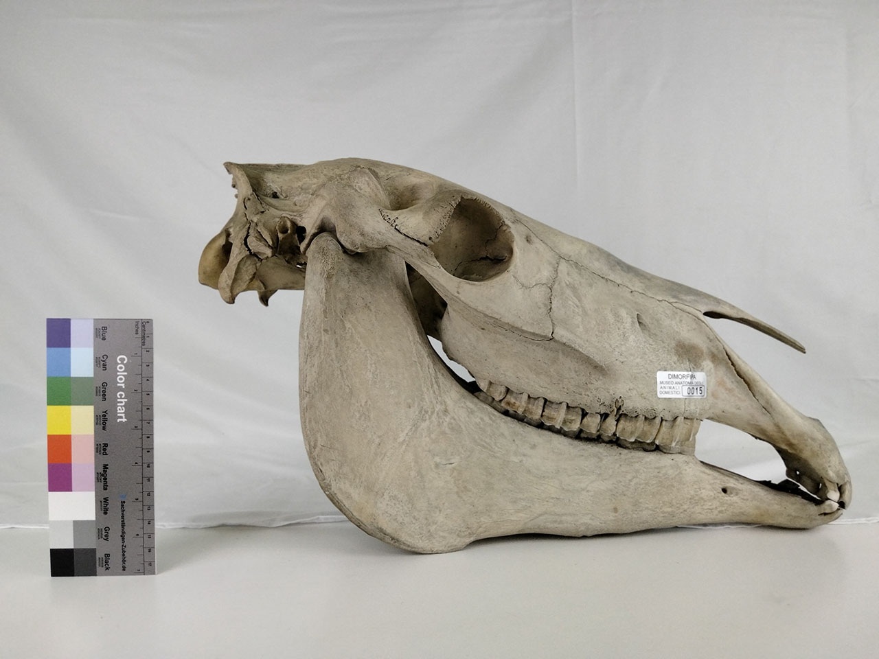 VERTEBRATI/ MAMMIFERI/ cavallo (esemplare)