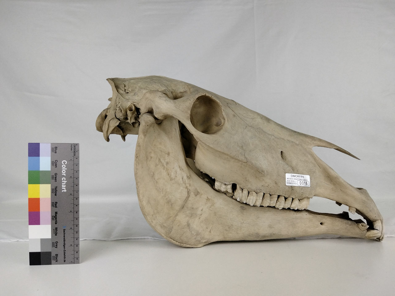 VERTEBRATI/ MAMMIFERI/ cavallo (esemplare)