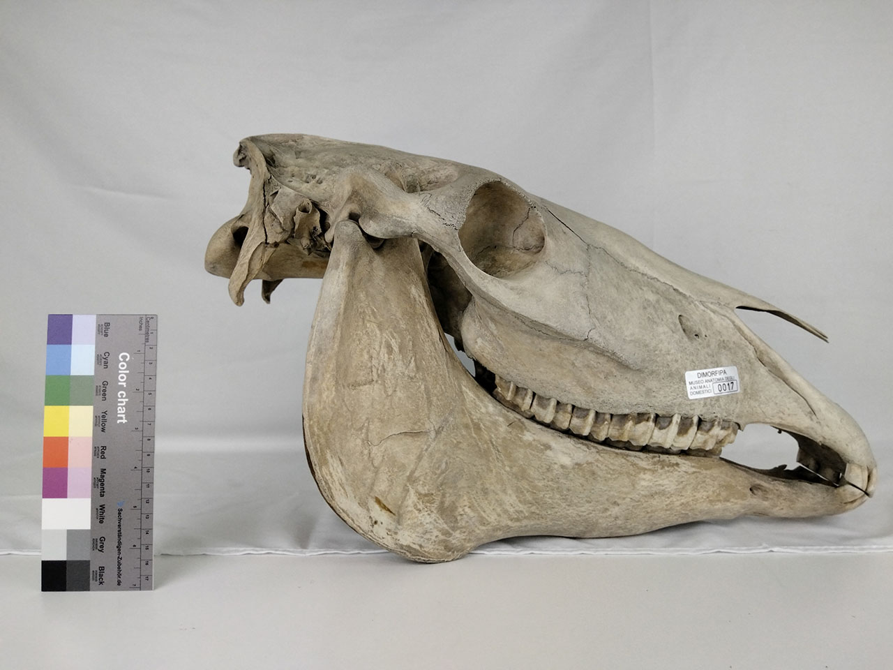 VERTEBRATI/ MAMMIFERI/ cavallo (esemplare)