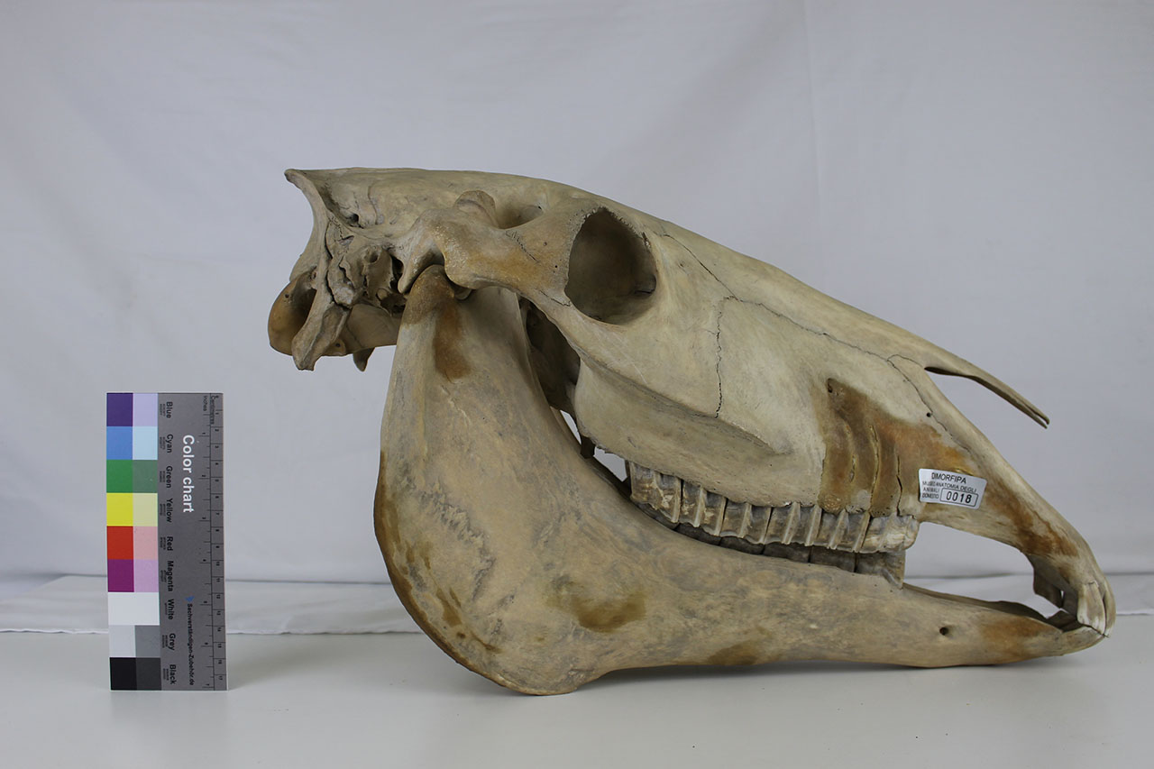 VERTEBRATI/ MAMMIFERI/ cavallo (esemplare)