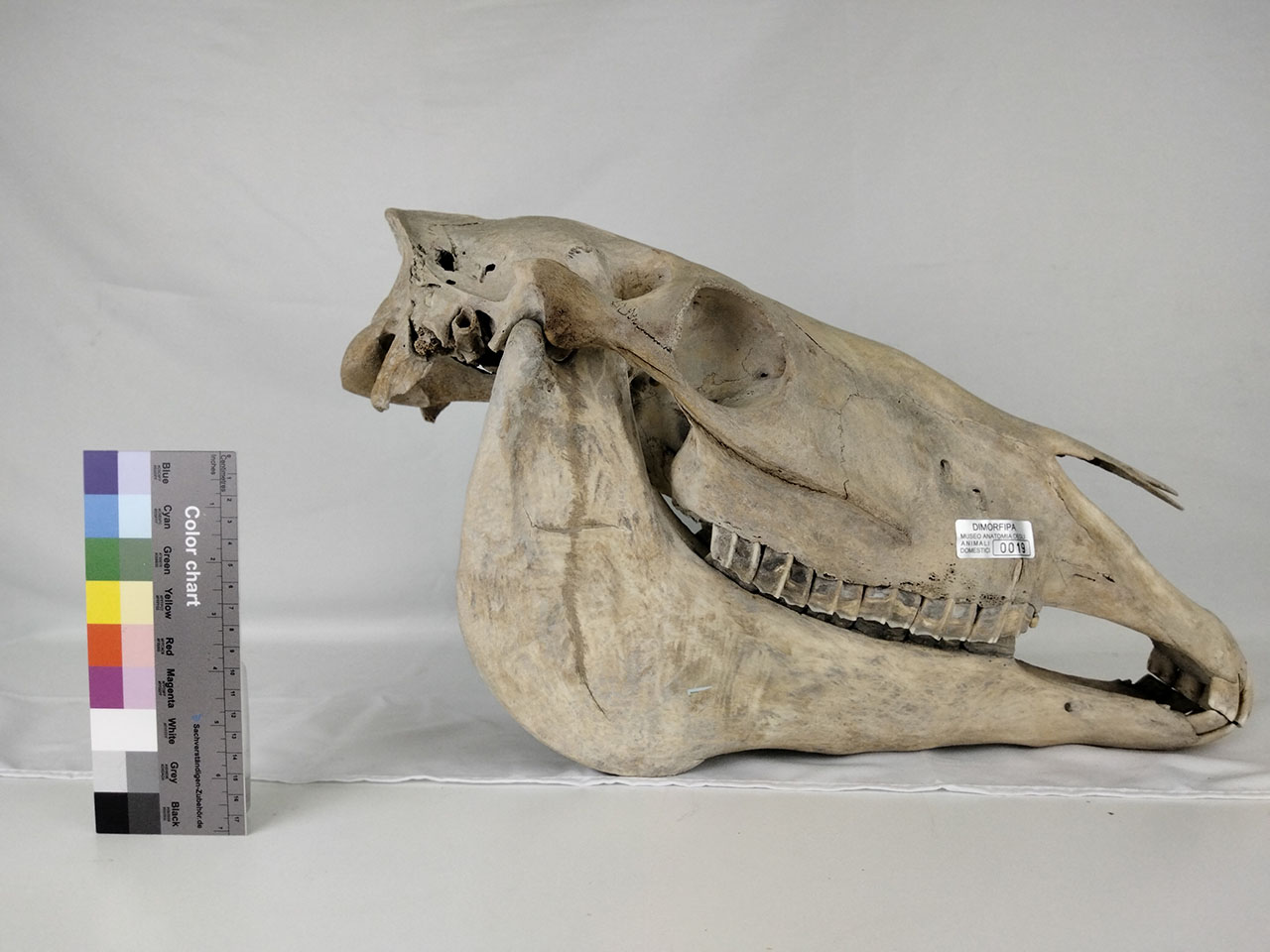 VERTEBRATI/ MAMMIFERI/ cavallo (esemplare)