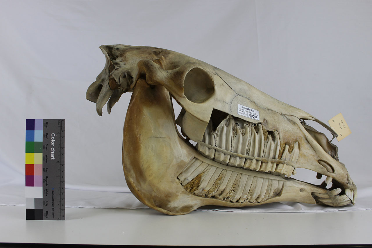 VERTEBRATI/ MAMMIFERI/ cavallo (esemplare)