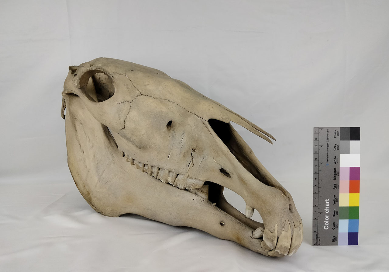 VERTEBRATI/ MAMMIFERI/ cavallo (serie)