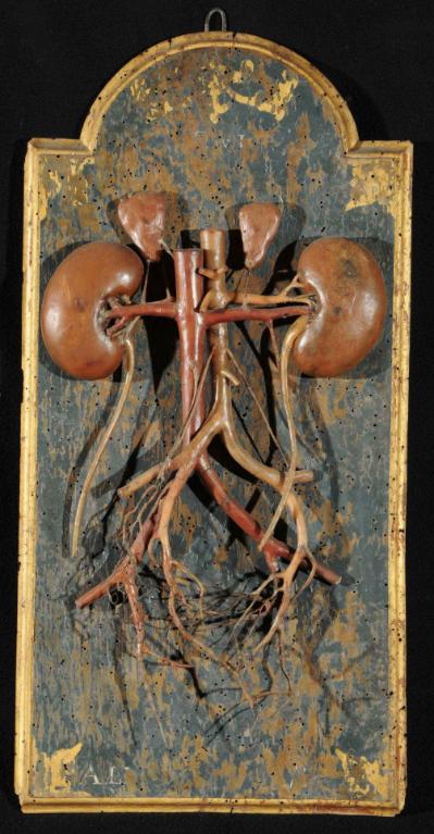 preparato anatomico, rene di Lelli Ercole (sec. XVIII)