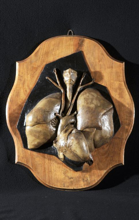 preparato anatomico, blocco cuore polmoni visto anteriormente di Morandi Anna, Manzolini Giovanni (sec. XVIII)
