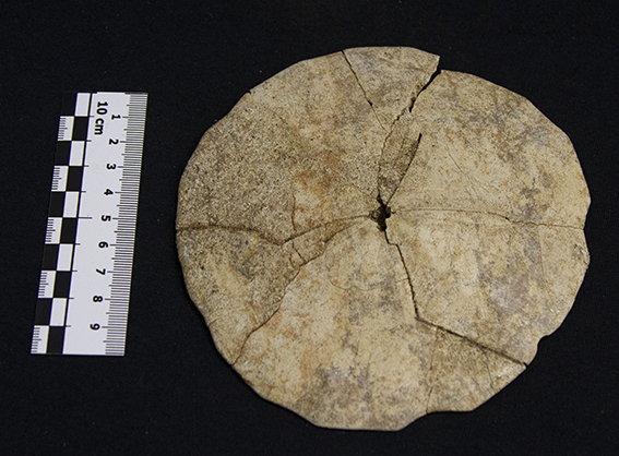 Fossile (esemplare)