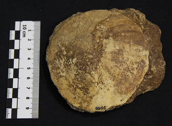 Fossile (esemplare)