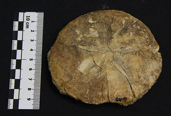 Fossile (esemplare)