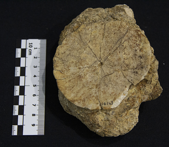 Fossile (esemplare)