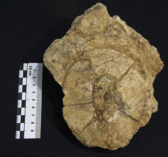 Fossile (esemplare)