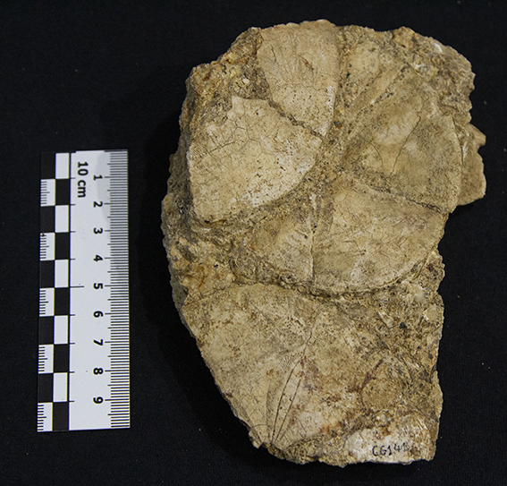 Fossile (esemplare)