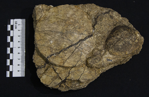 Fossile (esemplare)