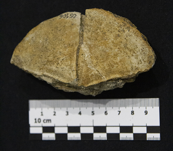 Fossile (esemplare)