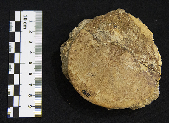 Fossile (esemplare)