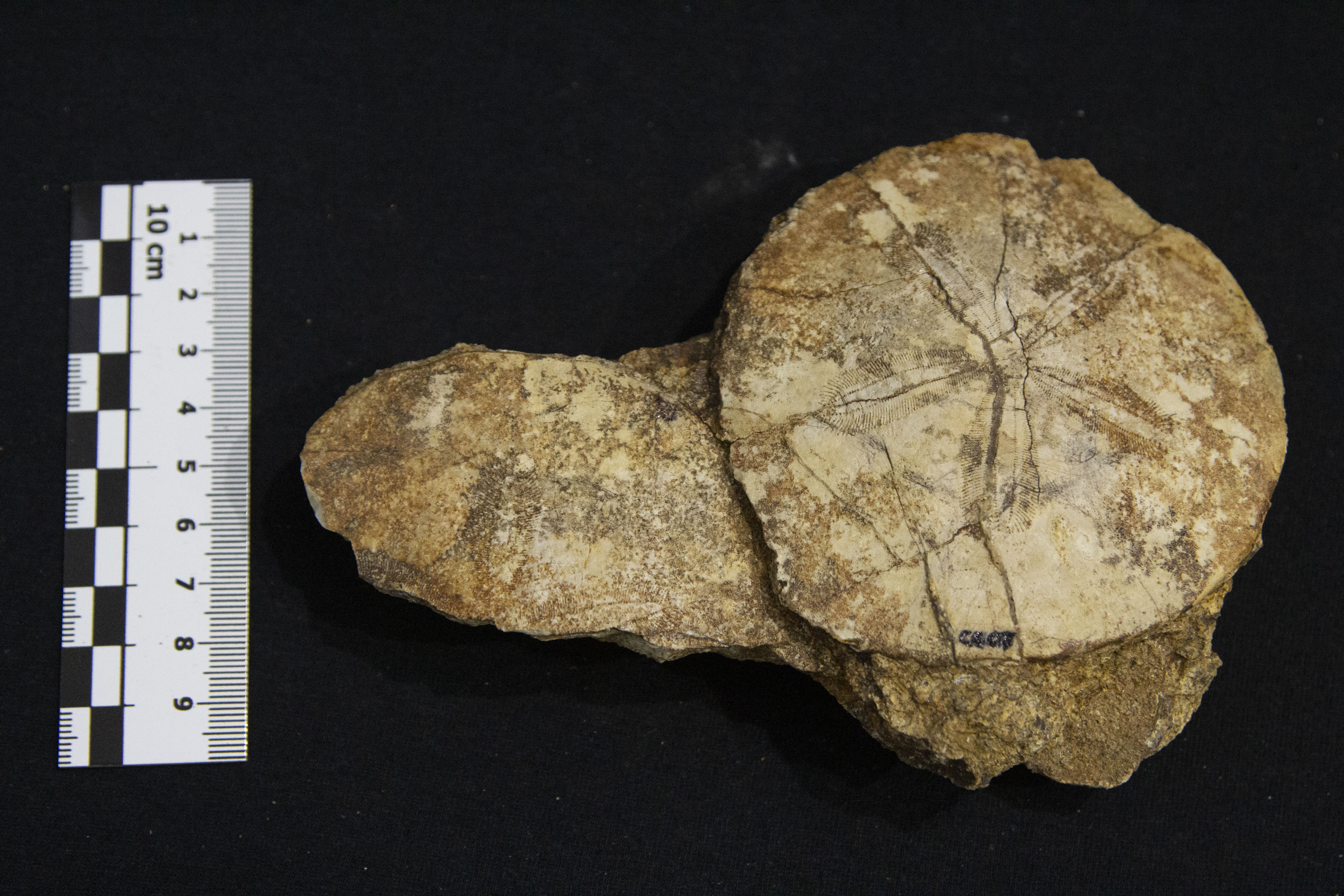 Fossile (esemplare)