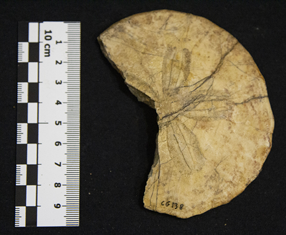 Fossile (esemplare)