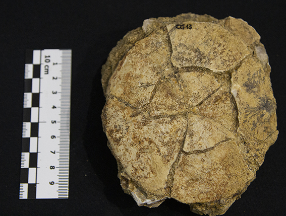 Fossile (esemplare)