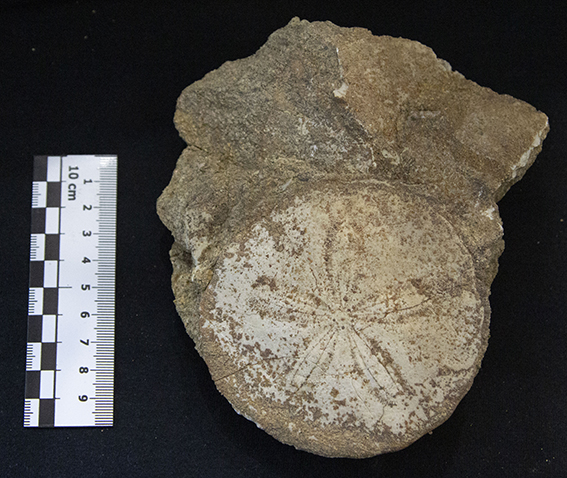 Fossile (esemplare)