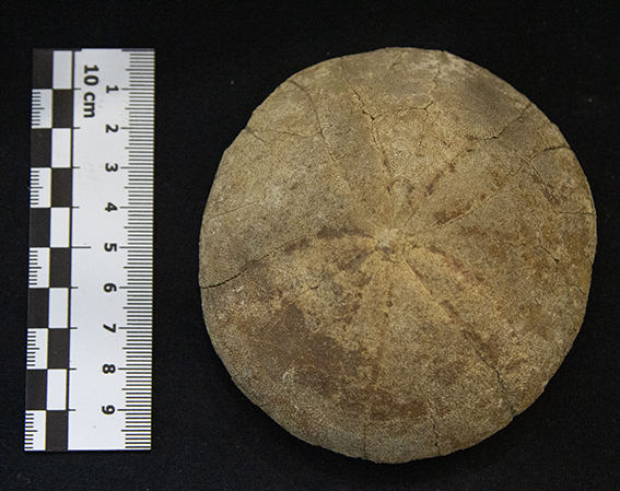 Fossile (esemplare)