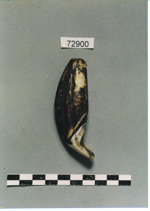 DENTE DI TIGRE - BATAK