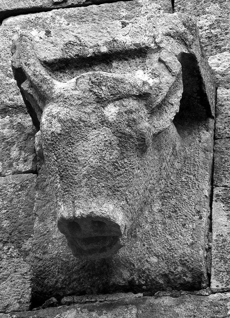 protome bovina (mensola) - ambito pisano (fine/inizio secc. XI/ XII)