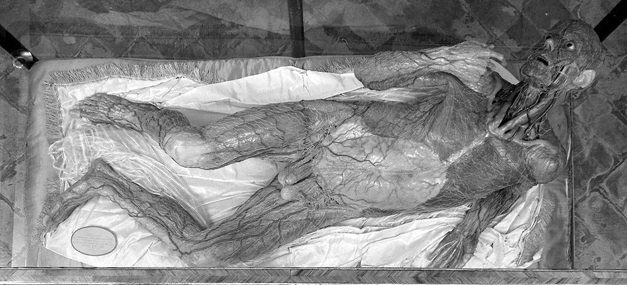 apparato linfatico superficiale del corpo umano (cera anatomica) di Susini Clemente (e aiuti) (sec. XVIII)