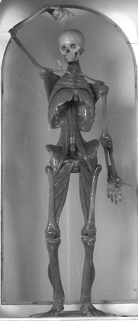 scheletro umano (cera anatomica) di Susini Clemente (e aiuti) (secc. XVIII/ XIX)