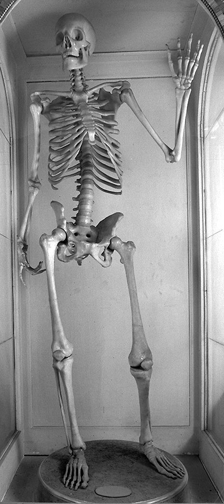 scheletro umano (scultura) di Susini Clemente (e aiuti) (secc. XVIII/ XIX)
